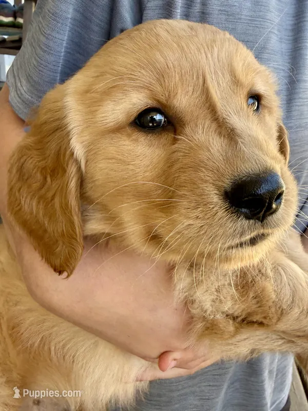 Tubby – Golden Retriever puppy for sale in Carrollton, GA