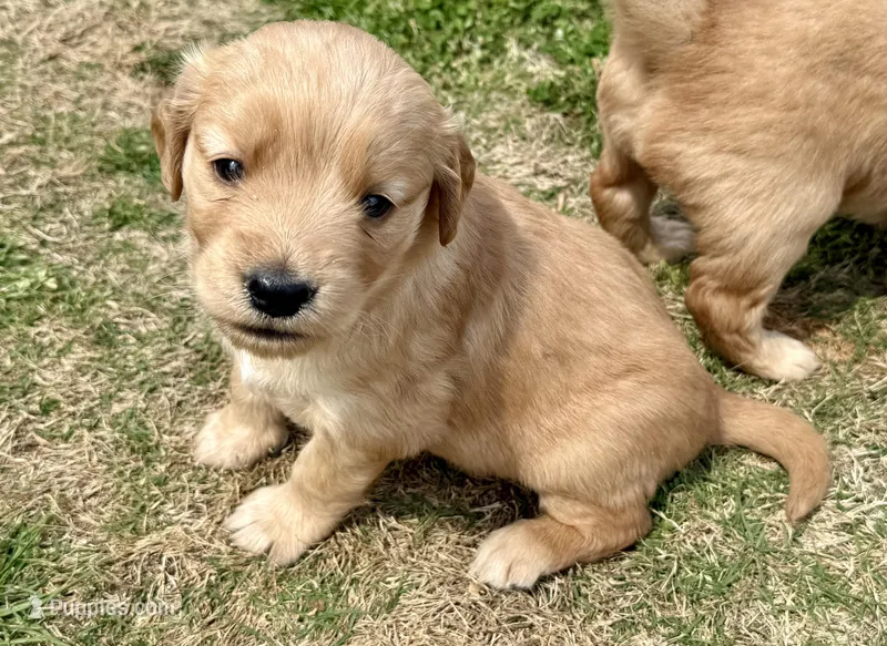 Tubby – Golden Retriever puppy for sale in Carrollton, GA