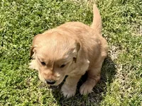 Tubby, a male Golden Retriever for sale in Carrollton, GA – Photo 2 of 3