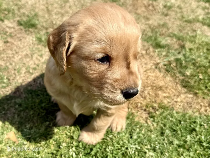 Lisa – Golden Retriever puppy for sale in Carrollton, GA
