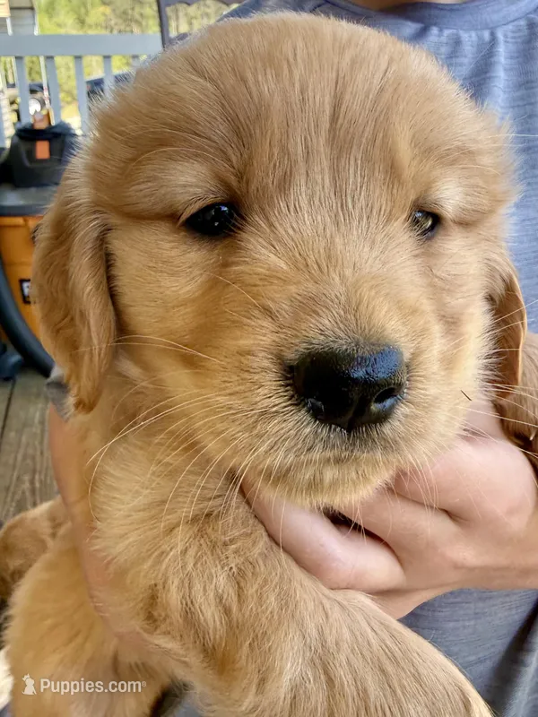 Lisa – Golden Retriever puppy for sale in Carrollton, GA