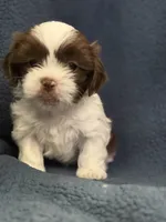 Rex, a male Shih Tzu for sale in Orlando, FL – 3 of 3