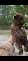 Poe, a male Shih Tzu for sale in Orlando, FL – 2 of 2