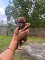 Lia, a female Goldendoodle and Double Doodle for sale in Orlando, FL – 1 of 1