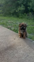Pie, a female Shorkie for sale in Orlando, FL – 5 of 6