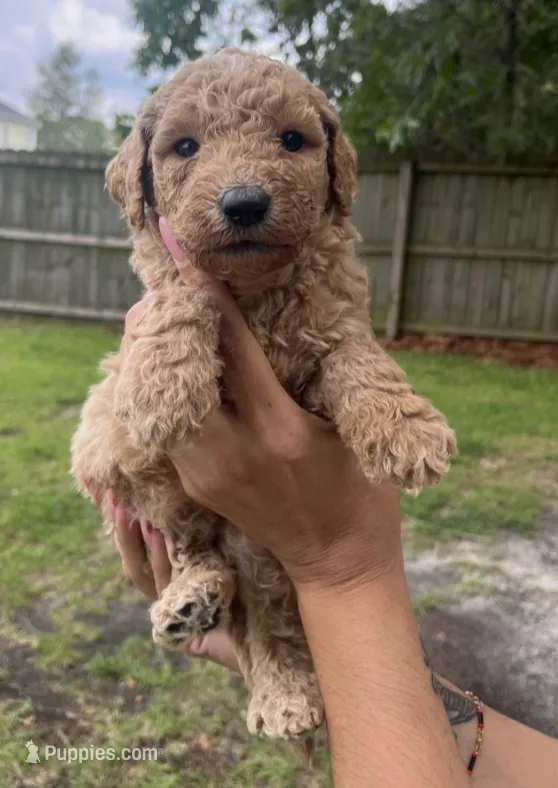Teddy – Goldendoodle, Double Doodle puppy for sale in Orlando, FL