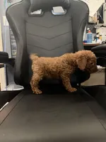Rocco, a male Miniature Goldendoodle for sale in Orlando, FL – 2 of 3
