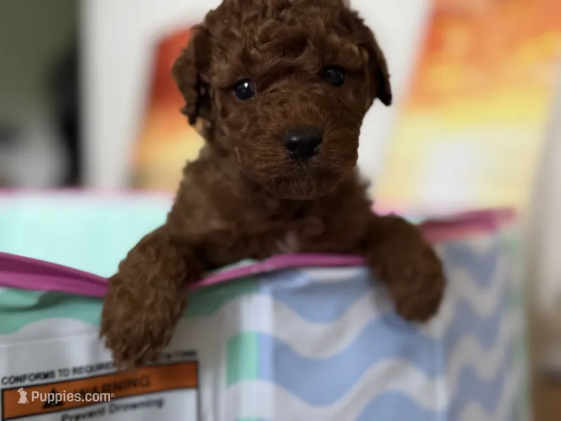 Kobi – Miniature Goldendoodle puppy for sale in Orlando, FL