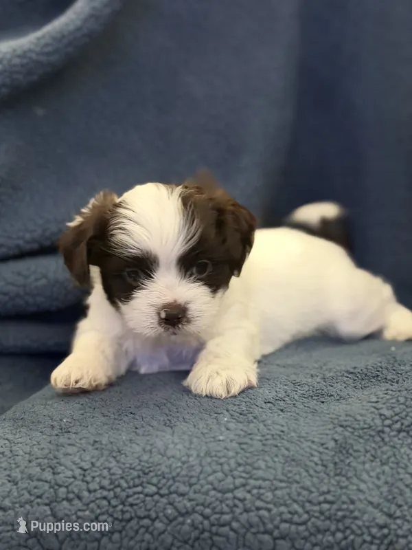 Mami – Shih Tzu puppy for sale in Orlando, FL