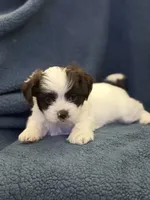Mami, a female Shih Tzu for sale in Orlando, FL – 1 of 3