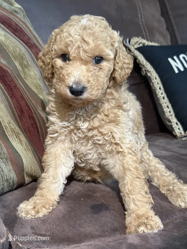 Teddy – Goldendoodle, Double Doodle puppy for sale in Orlando, FL