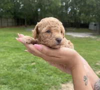 Bella, a female Poodle - Toy  for sale in Orlando, FL – 1 of 2