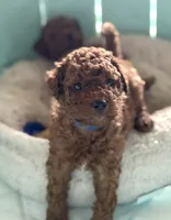 Sam, a male Miniature Goldendoodle for sale in Orlando, FL – 1 of 3