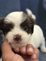 Mami, a female Shih Tzu for sale in Orlando, FL – 2 of 3