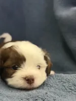 Sunfyre , a male Shih Tzu for sale in Orlando, FL – 2 of 3