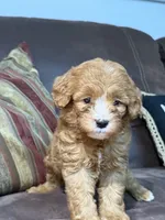 Daisy , a female Miniature Goldendoodle for sale in Orlando, FL – 2 of 2