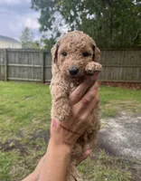 Teddy, a male Goldendoodle and Double Doodle for sale in Orlando, FL – 2 of 2