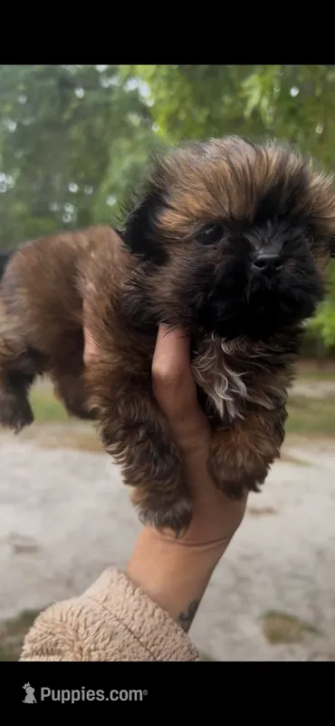 Poe – Shih Tzu puppy on hold in Orlando, FL