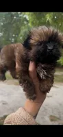 Poe, a male Shih Tzu for sale in Orlando, FL – 1 of 2