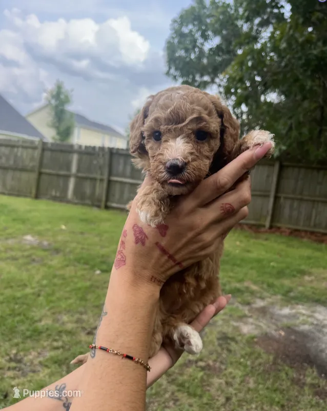 Daisy  – Goldendoodle, Double Doodle puppy for sale in Orlando, FL