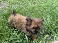 Pie, a female Shorkie for sale in Orlando, FL – 3 of 6