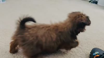 Pie, a female Shorkie for sale in Orlando, FL – 6 of 6