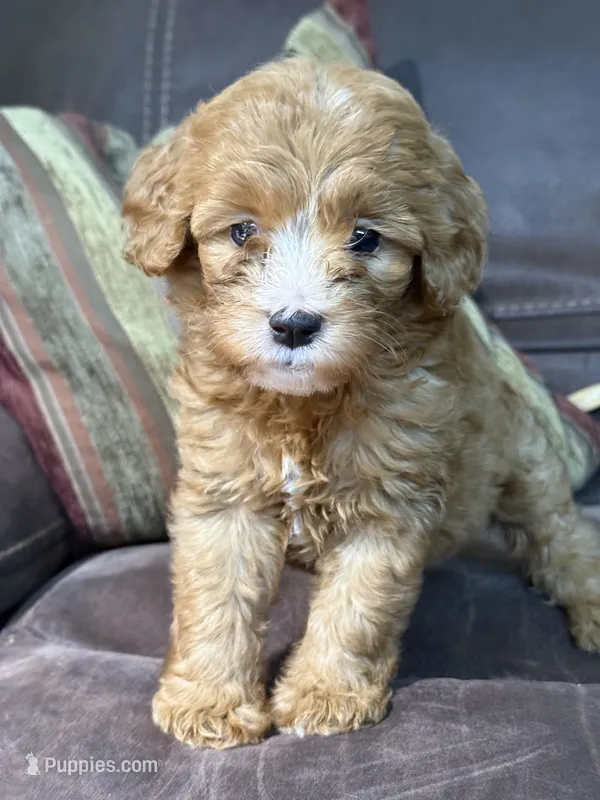 Daisy  – Miniature Goldendoodle puppy for sale in Orlando, FL
