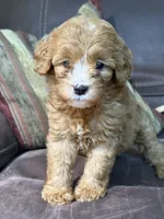 Daisy , a female Miniature Goldendoodle for sale in Orlando, FL – 1 of 2