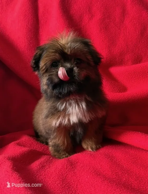 Pie – Shorkie puppy for sale in Orlando, FL