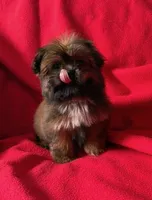 Pie, a female Shorkie for sale in Orlando, FL – 1 of 6