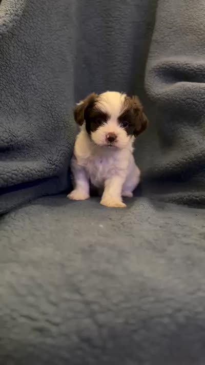 Mami, a female Shih Tzu for sale in Orlando, FL – 3 of 3