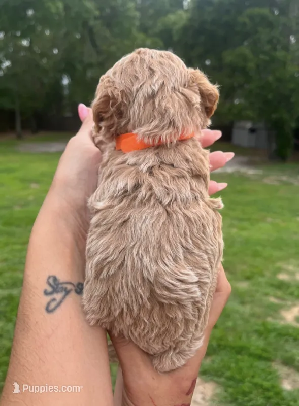 Rosie – Poodle - Toy  puppy for sale in Orlando, FL