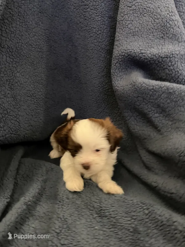 Sunfyre  – Shih Tzu puppy for sale in Orlando, FL