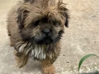 Pie, a female Shorkie for sale in Orlando, FL – 4 of 6