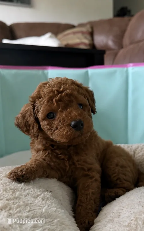 Rocco – Miniature Goldendoodle puppy for sale in Orlando, FL
