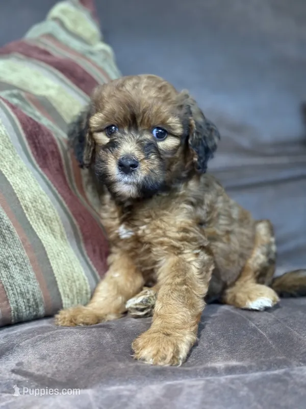 Lia – Goldendoodle, Double Doodle puppy for sale in Orlando, FL