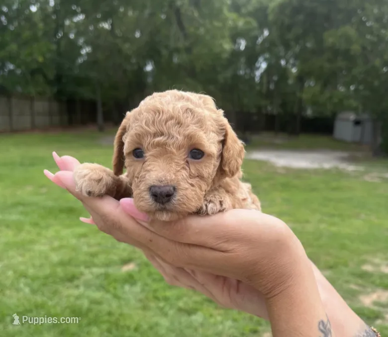 Bella – Poodle - Toy  puppy for sale in Orlando, FL