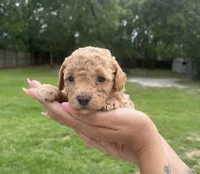 Bella, a female Poodle - Toy  for sale in Orlando, FL – 2 of 2