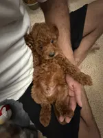 Rocco, a male Miniature Goldendoodle for sale in Orlando, FL – 3 of 3