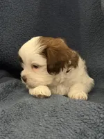 Sunfyre , a male Shih Tzu for sale in Orlando, FL – 3 of 3