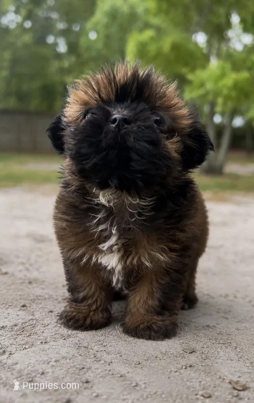 Sas – Shih Tzu puppy for sale in Orlando, FL