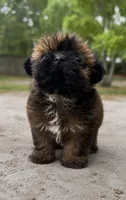 Sas, a female Shih Tzu for sale in Orlando, FL – 1 of 2