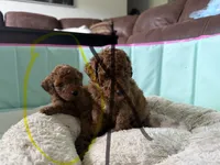 Sam, a male Miniature Goldendoodle for sale in Orlando, FL – 3 of 3