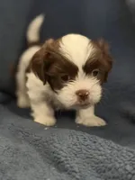 Rex, a male Shih Tzu for sale in Orlando, FL – 2 of 3