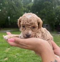 Rosie, a female Poodle - Toy  for sale in Orlando, FL – 2 of 2