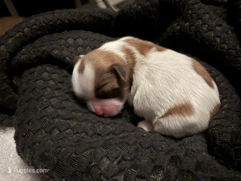 Blue – Shih Tzu puppy for sale in Orlando, FL