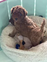 Kobi, a male Miniature Goldendoodle for sale in Orlando, FL – 2 of 2
