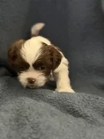 Rex, a male Shih Tzu for sale in Orlando, FL – 1 of 3