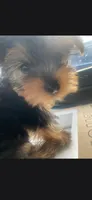 Albert , a male Yorkshire Terrier for sale in North Attleboro, MA – 3 of 3