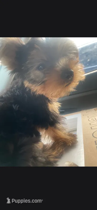 Albert  – Yorkshire Terrier puppy for sale in North Attleboro, MA